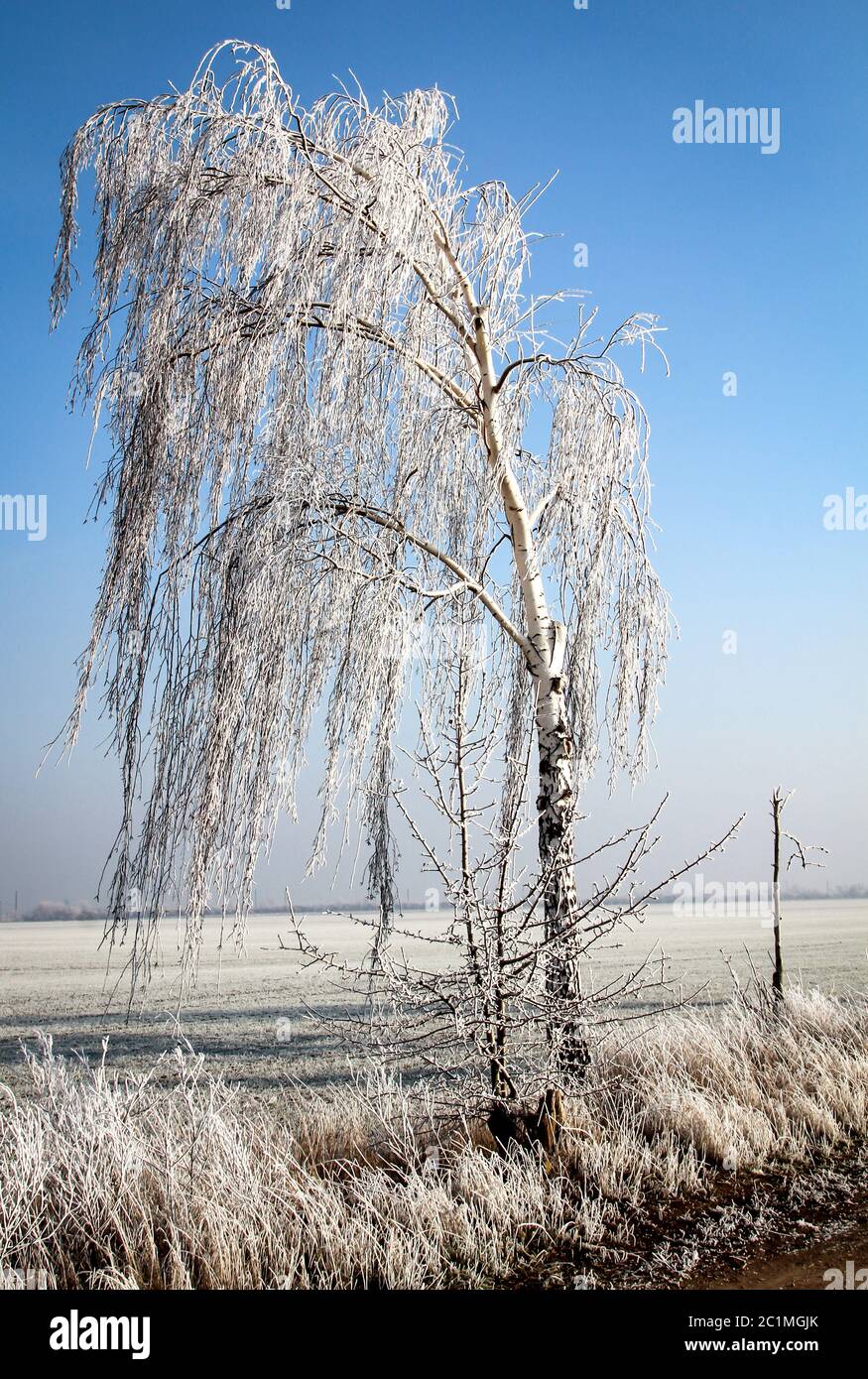 idyllic landscape with rime covered plants and trees Stock Photo - Alamy