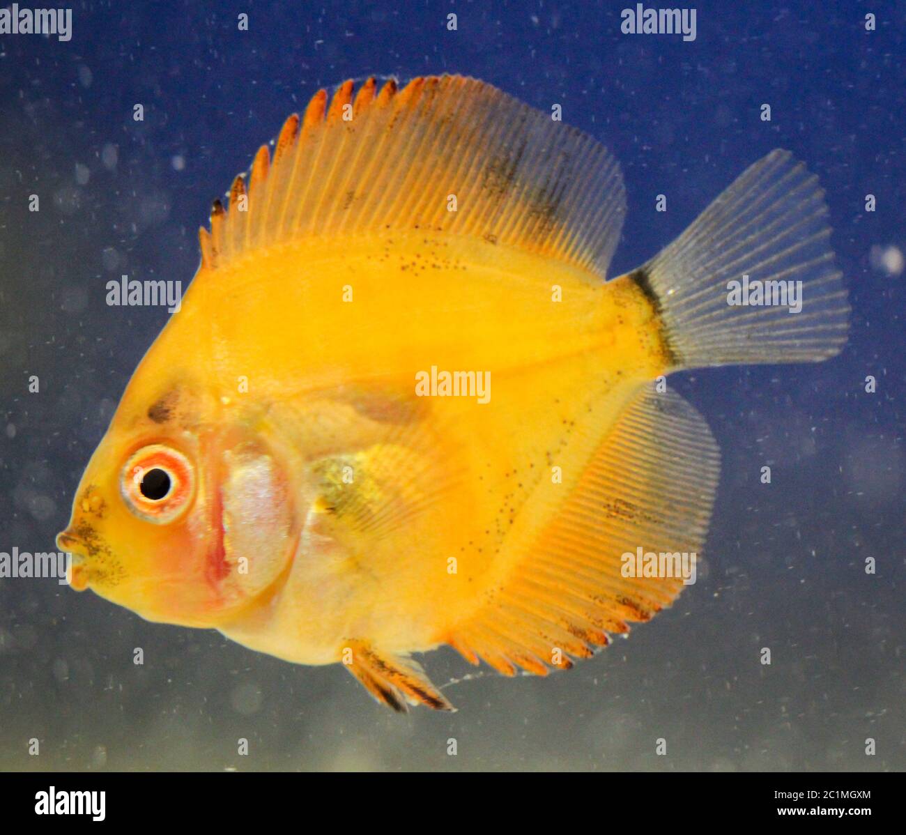 this is a portrait of a discus fish baby Stock Photo Alamy