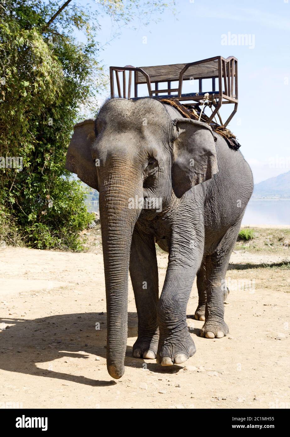 Elephant Riding Box Elephant for riding Stock Photo - Alamy