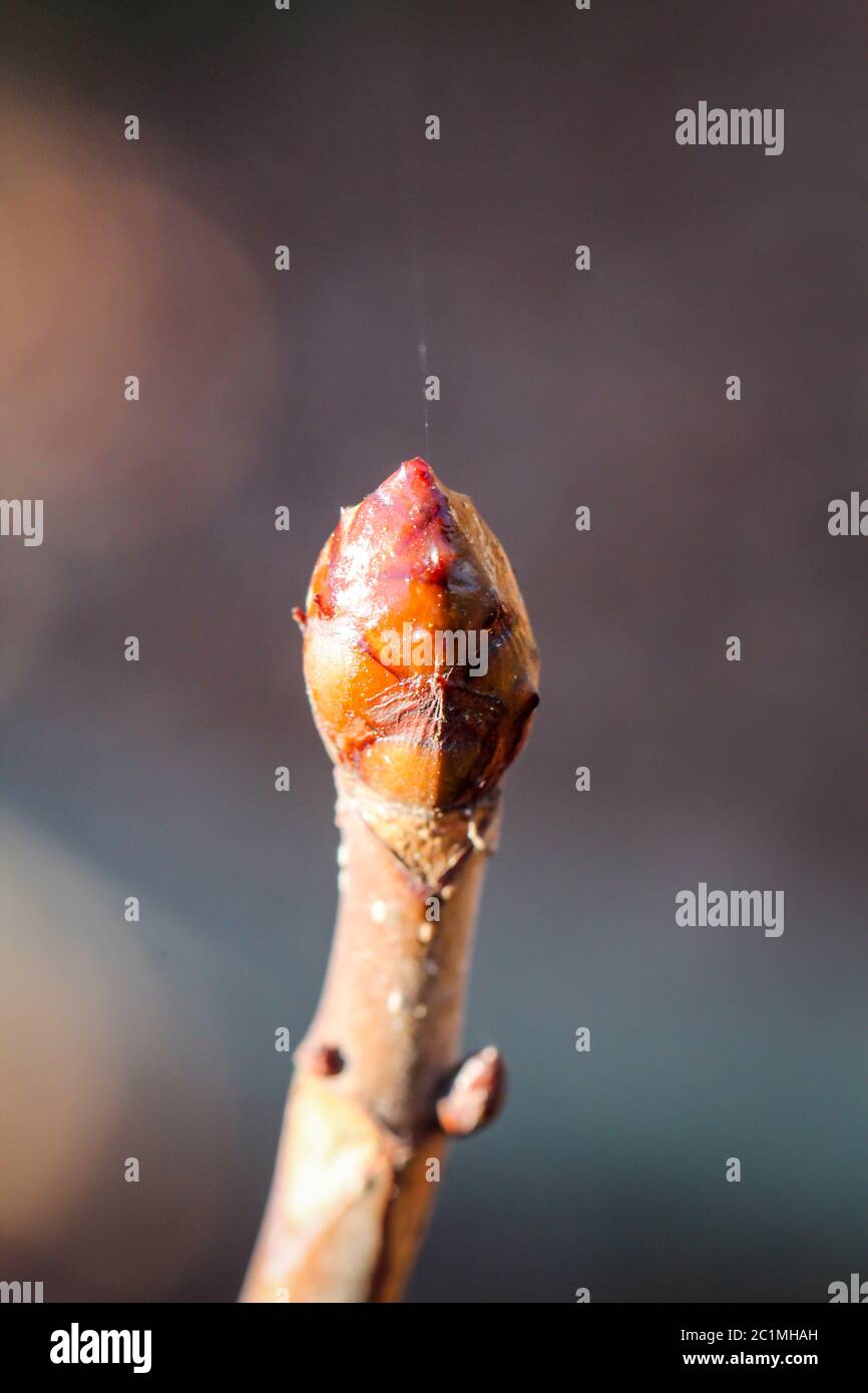 First Branches the first branches, shoots in the spring Stock Photo - Alamy