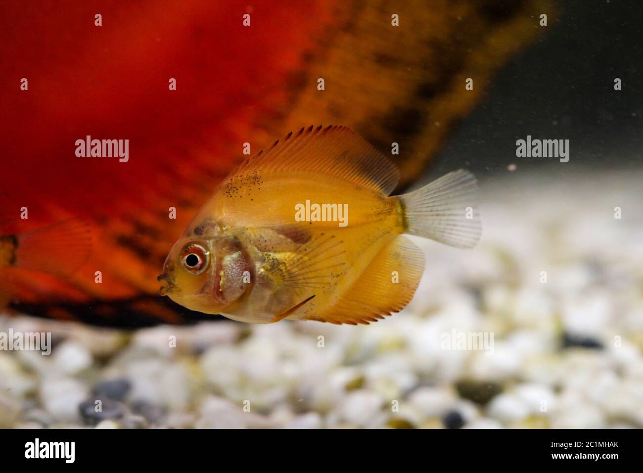 Fresh Baby Discus portrait of a baby discus fish Stock Photo - Alamy