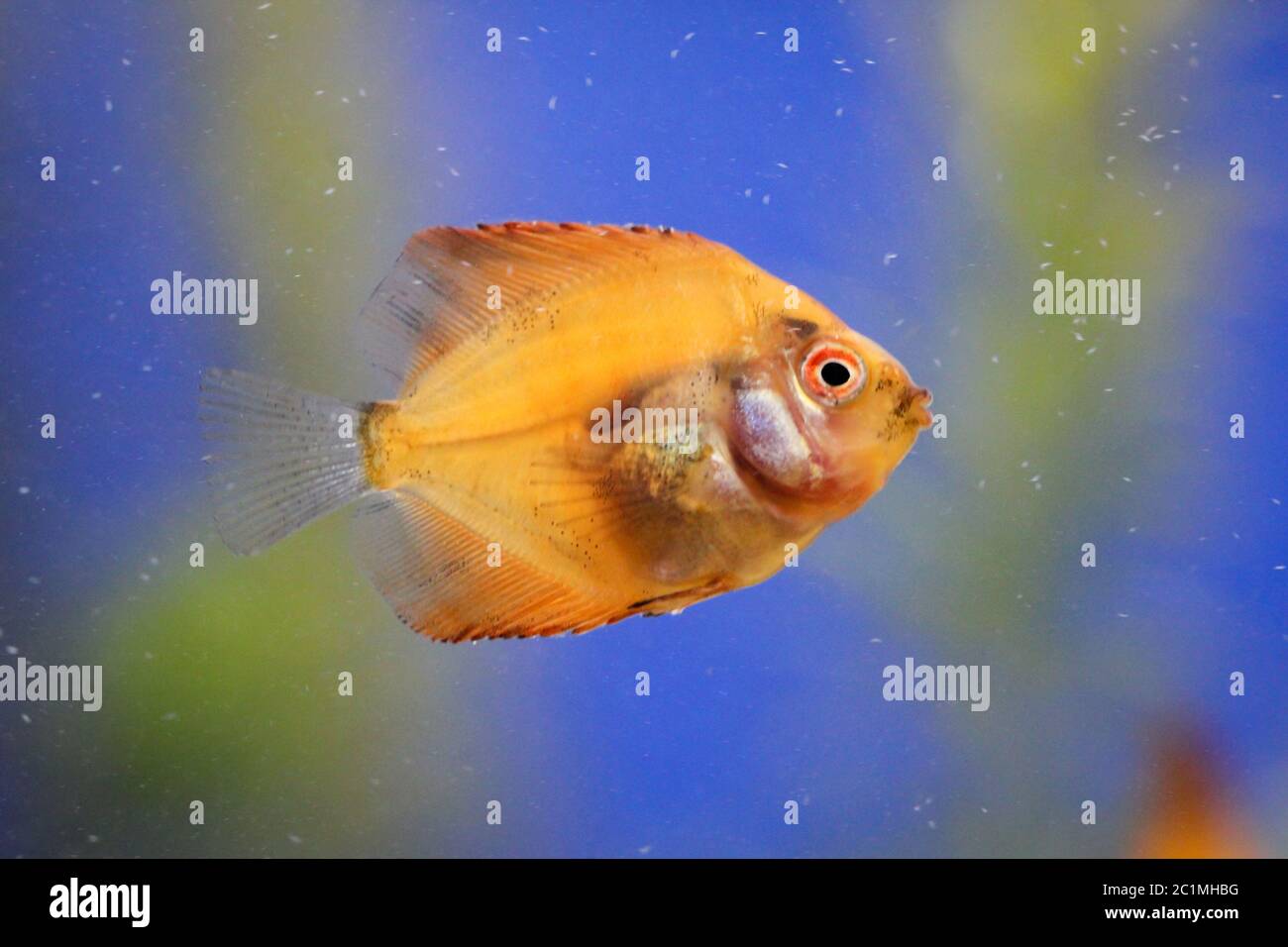 Fresh Baby Discus this is a portrait of a discus fish baby Stock Photo - Alamy