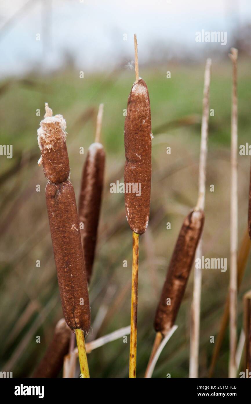 Bunch of reed grass hi-res stock photography and images - Alamy