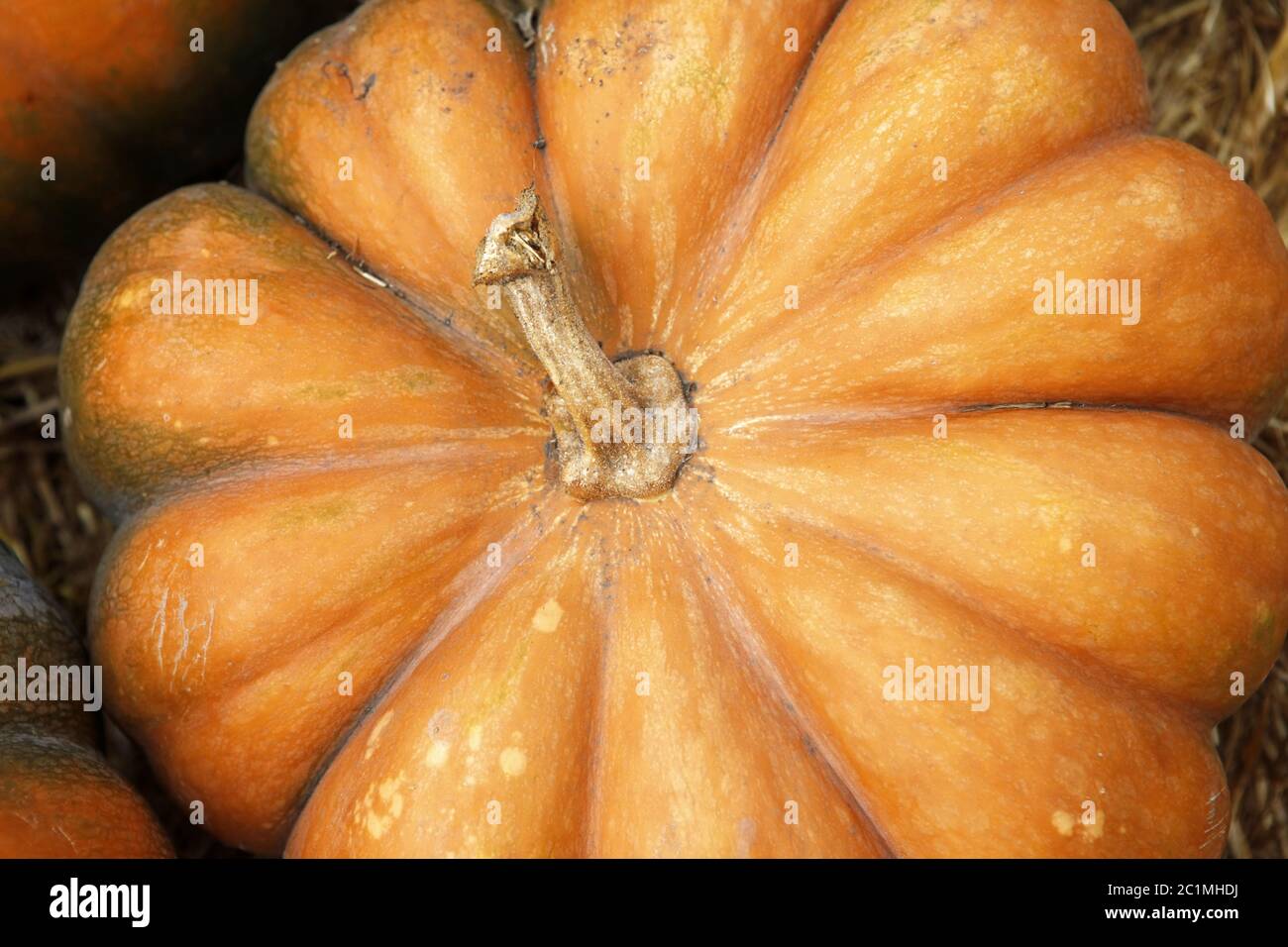 Fair of a pumpkins in California Stock Photo Alamy