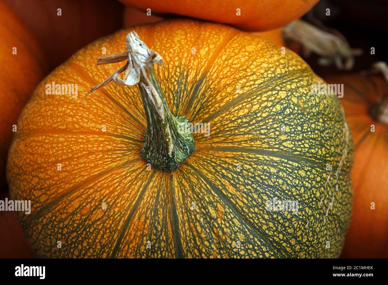 Fair of a pumpkins in California Stock Photo Alamy