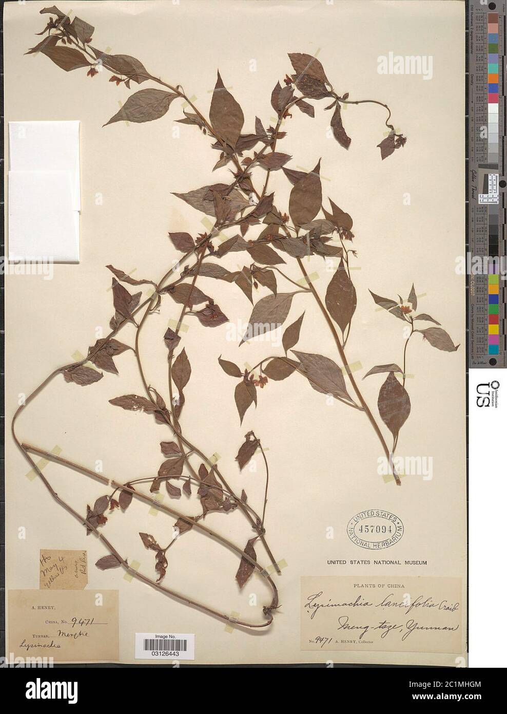 Lysimachia lancifolia Craib Lysimachia lancifolia Craib. Stock Photo