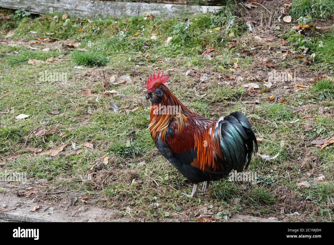 Beautiful free-running rooster strutting through the grass Stock Photo