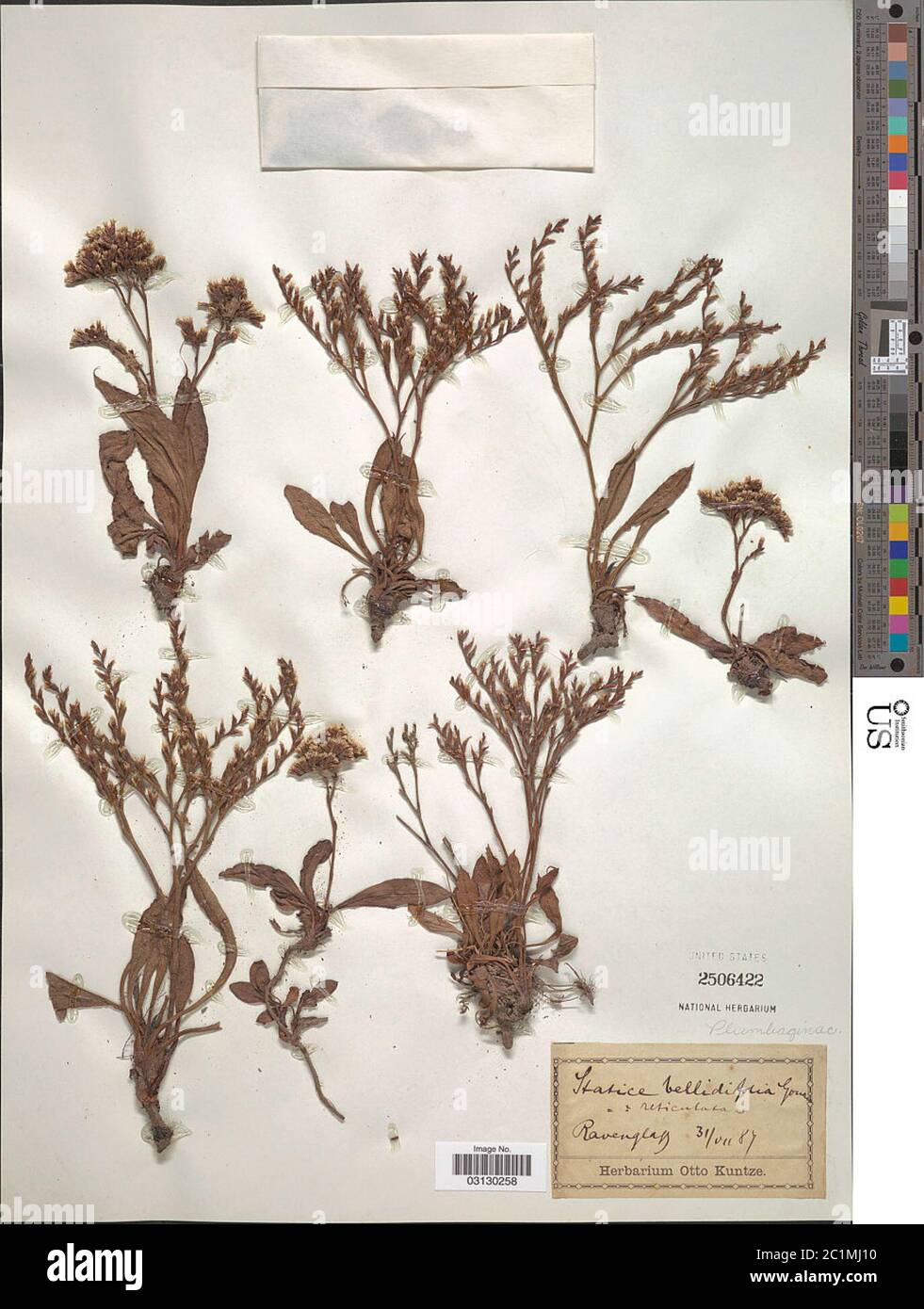 Limonium bellidifolium Gouan Dumort Limonium bellidifolium Gouan Dumort. Stock Photo