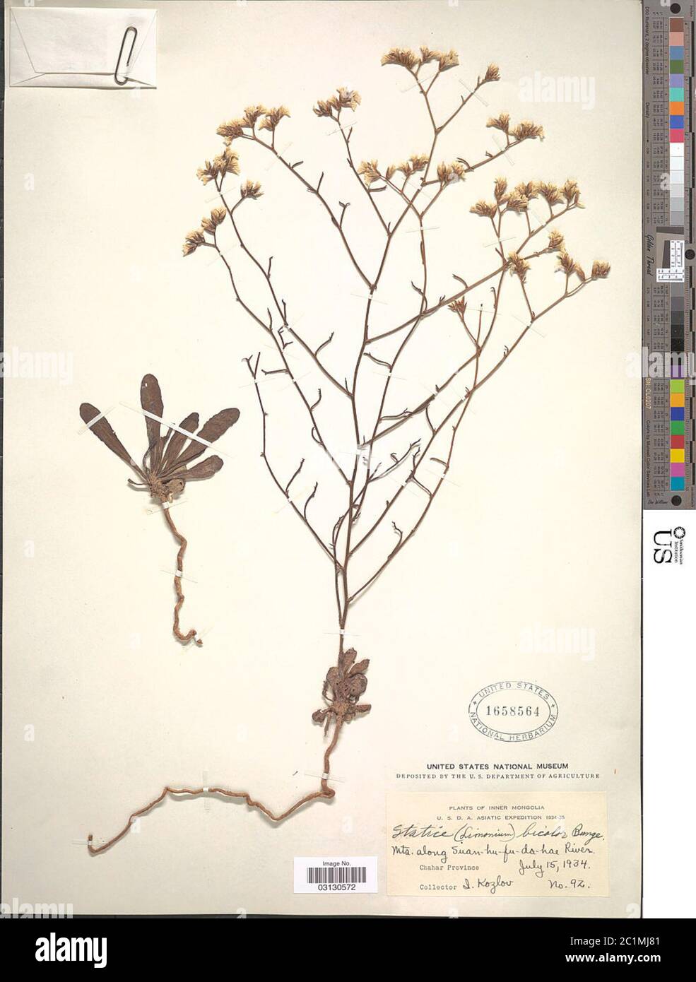 Limonium bicolor Bunge Kuntze Limonium bicolor Bunge Kuntze. Stock Photo