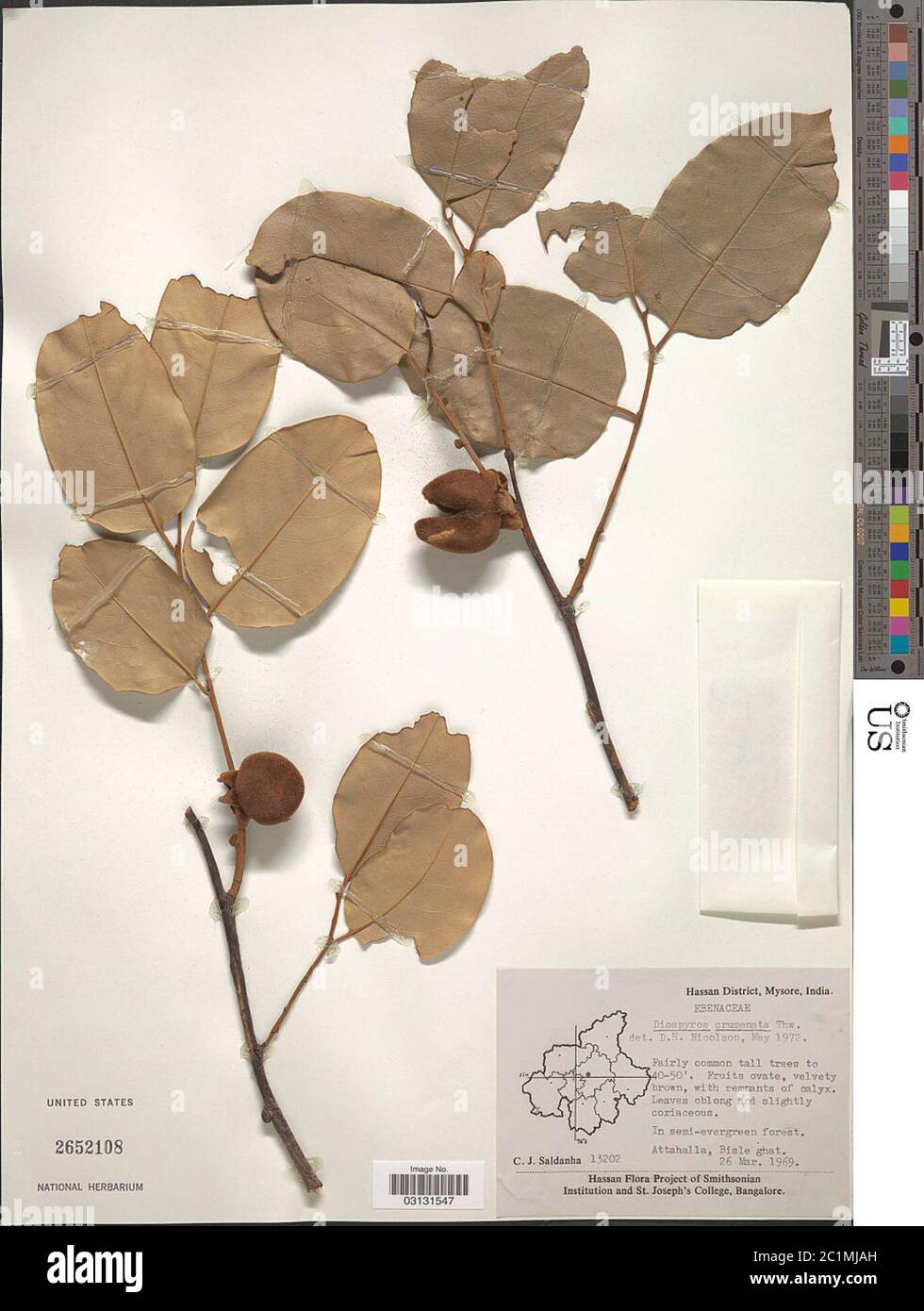 Diospyros crumenata Thwaites Diospyros crumenata Thwaites. Stock Photo