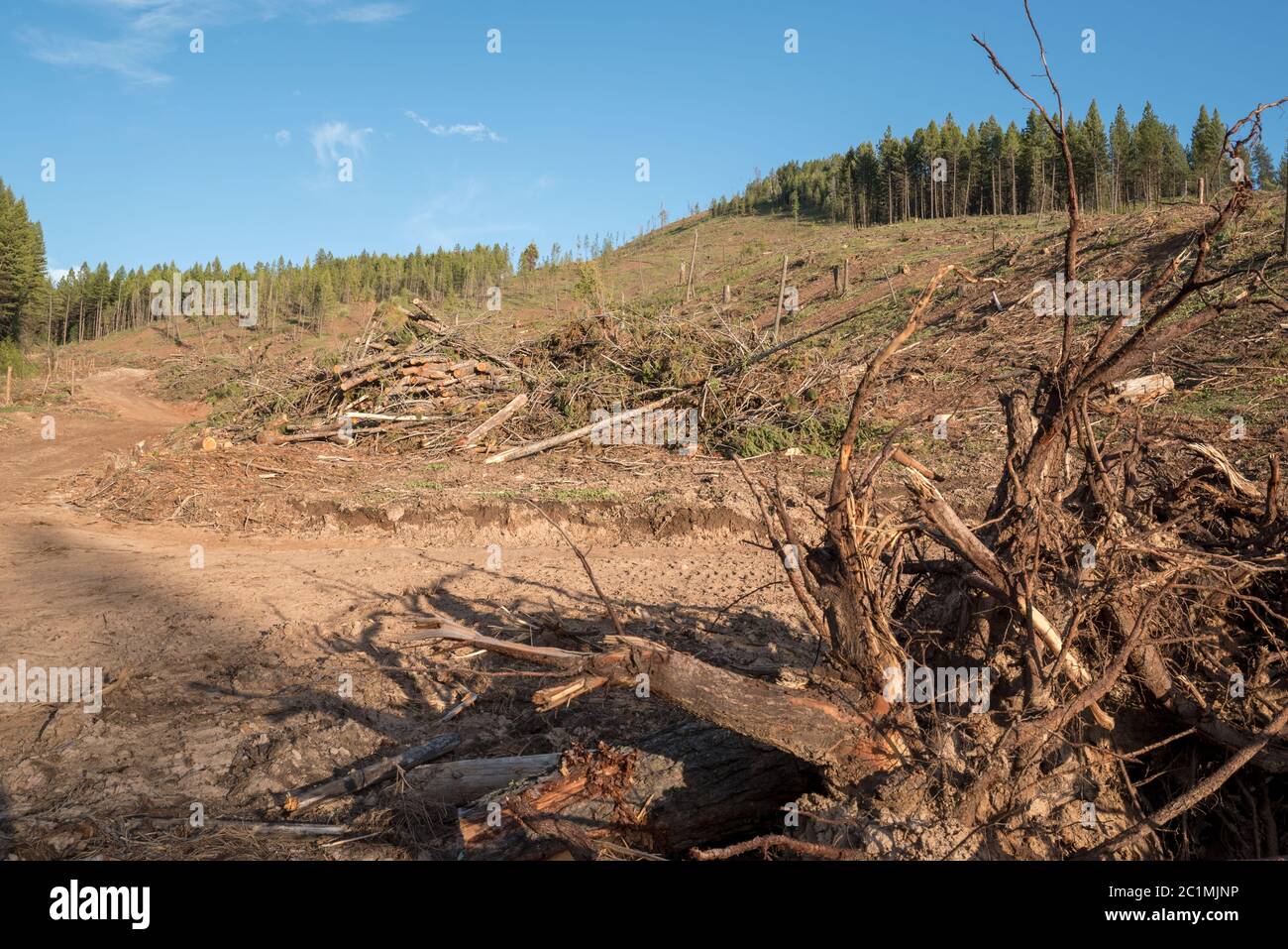 Logged forest on Hancock Timber Resource Group land in Wallowa County, Oregon. Stock Photo