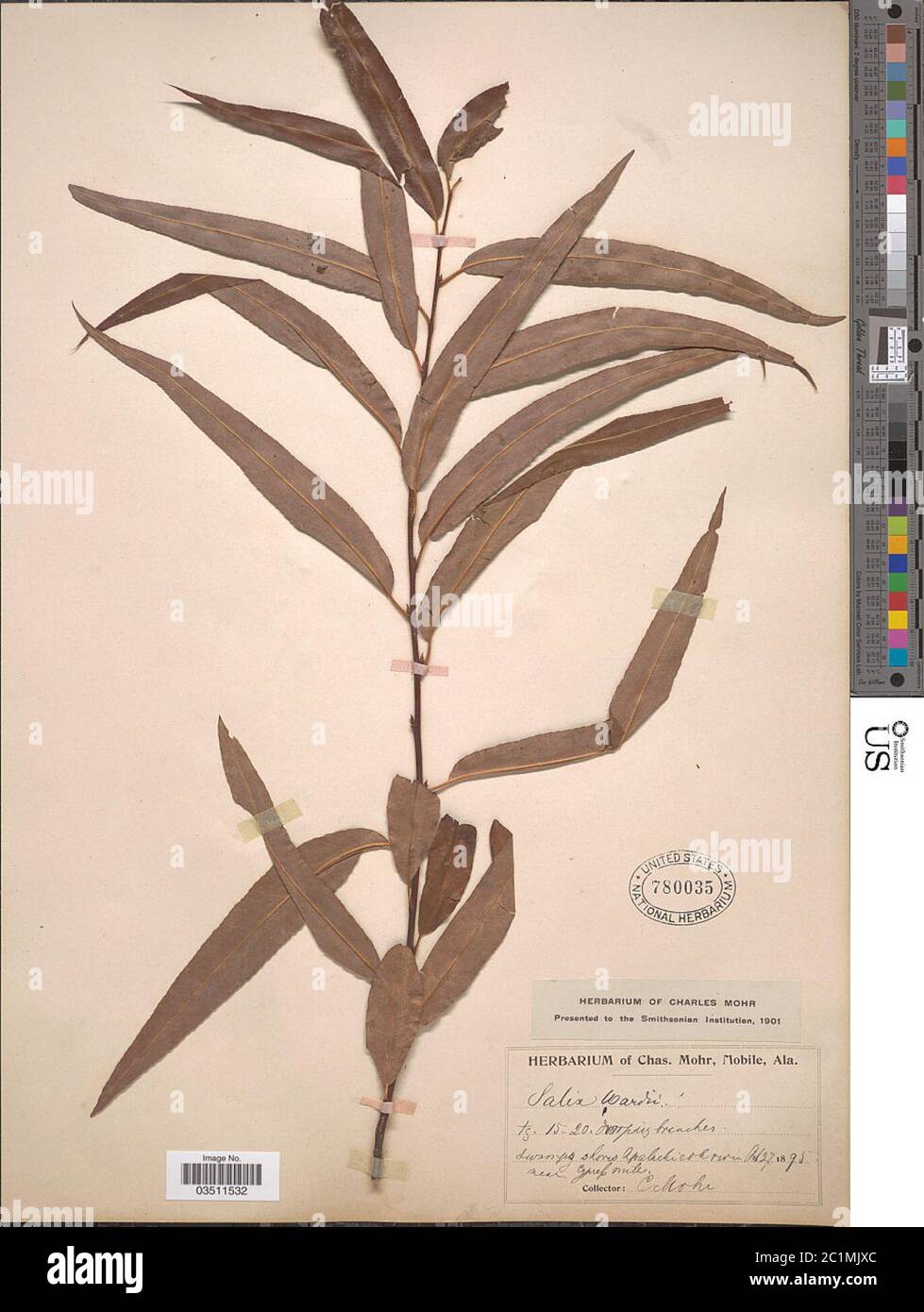 Salix longipes var wardii Salix longipes var wardii. Stock Photo