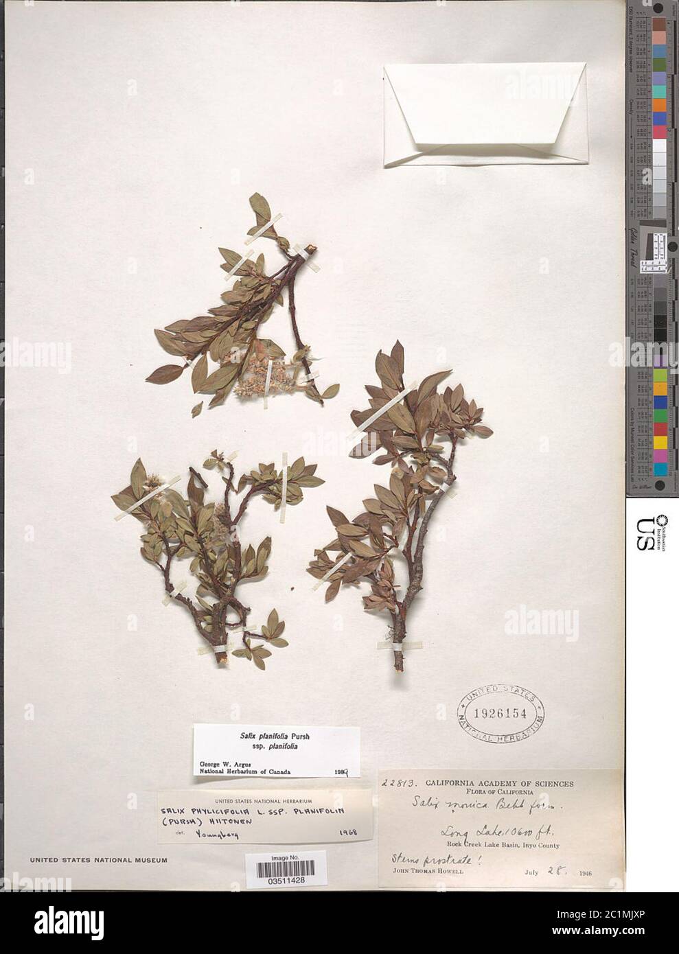 Salix lemmonii Bebb Salix lemmonii Bebb. Stock Photo