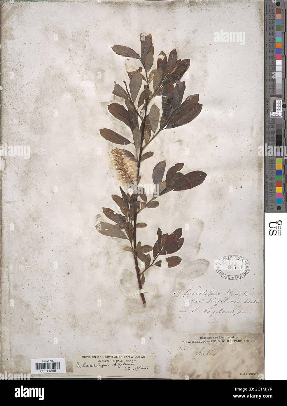 Salix lasiolepis var bigelovii Benth Salix lasiolepis var bigelovii Benth. Stock Photo
