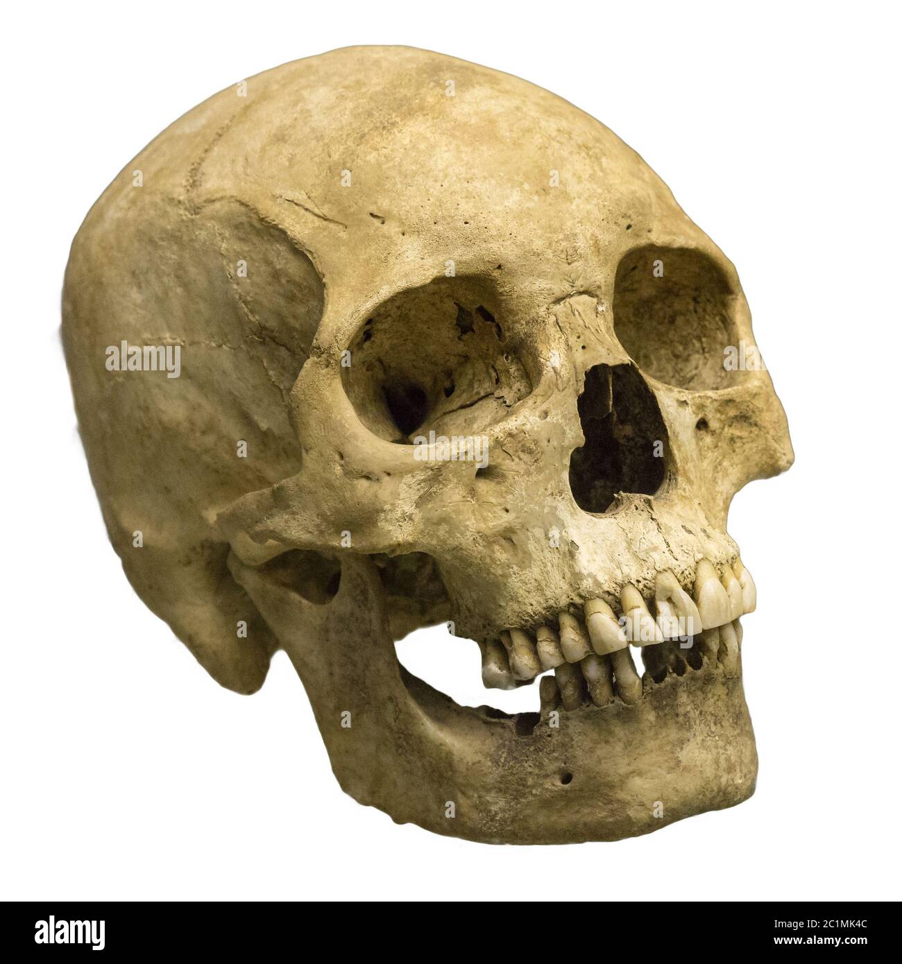Human skull on a white background. Stock Photo