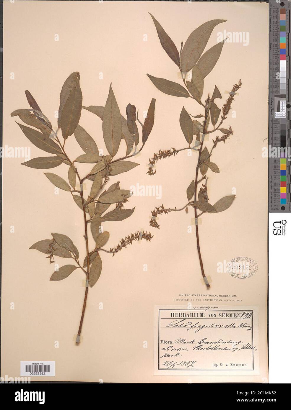 Salix alba L x S fragilis L Salix alba L x S fragilis L. Stock Photo