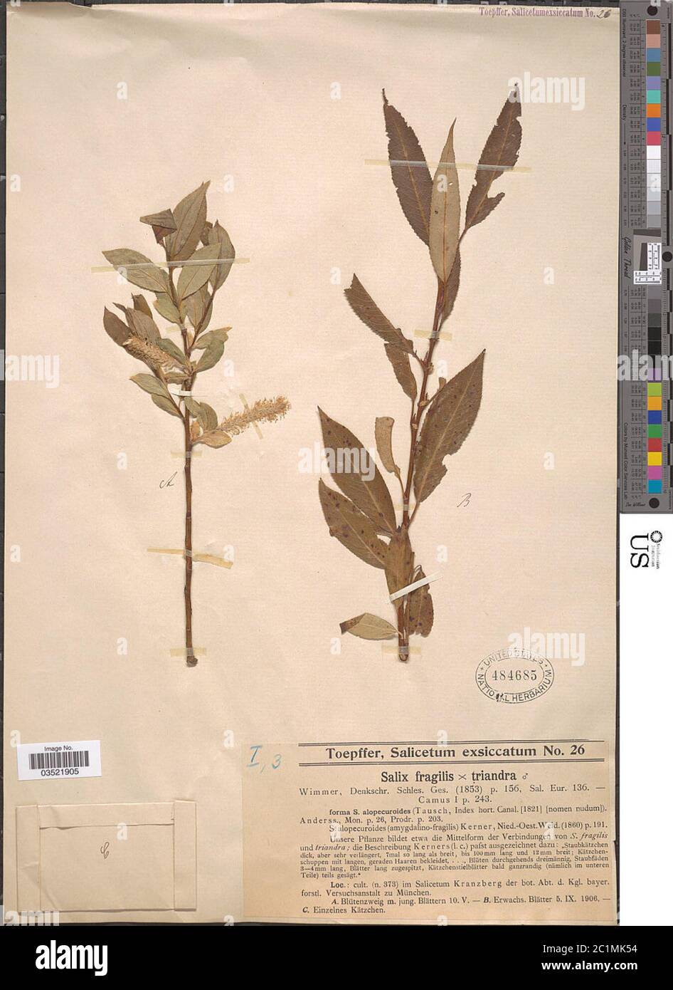 Salix fragilis L x S triandra L Salix fragilis L x S triandra L. Stock Photo