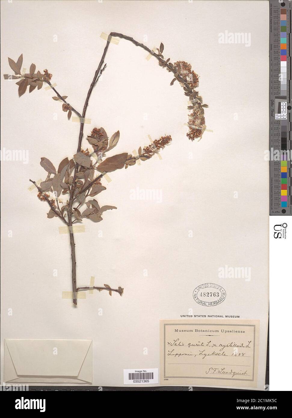 Salix aurita L x S herbacea f acutifolia Salix aurita L x S herbacea f acutifolia. Stock Photo