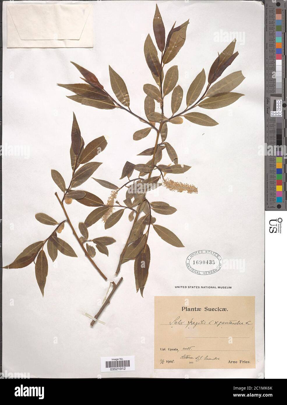 Salix fragilis L x S pentandra L Salix fragilis L x S pentandra L. Stock Photo