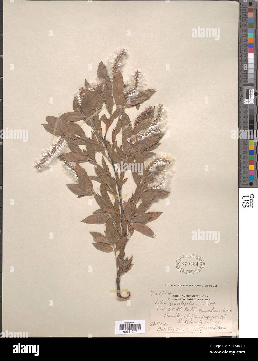 Salix sessilifolia Salix sessilifolia. Stock Photo