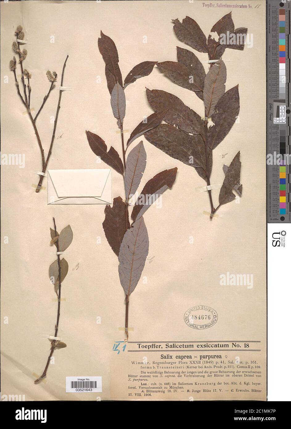 Salix caprea L x S purpurea L Salix caprea L x S purpurea L. Stock Photo