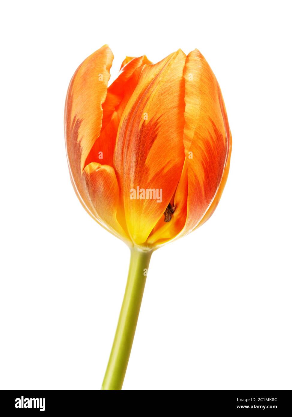 Orange Tulip Flower Stock Photo