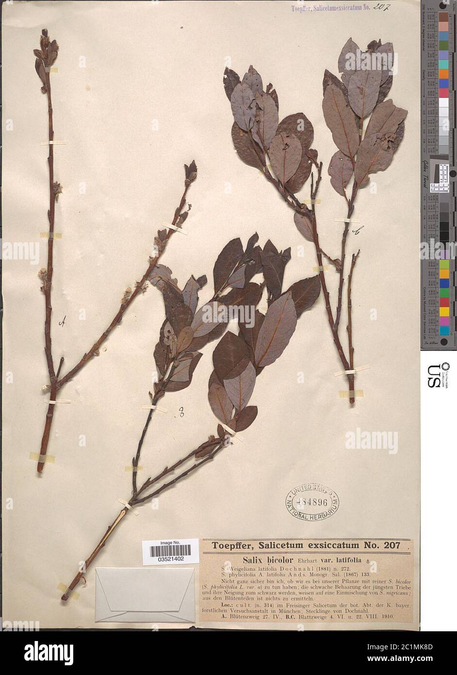 Salix bicolor var latifolia Salix bicolor var latifolia. Stock Photo
