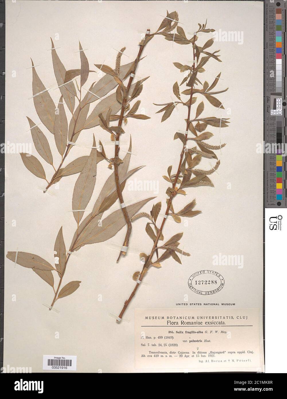 Salix fragilis L x S alba var palustris Salix fragilis L x S alba var palustris. Stock Photo