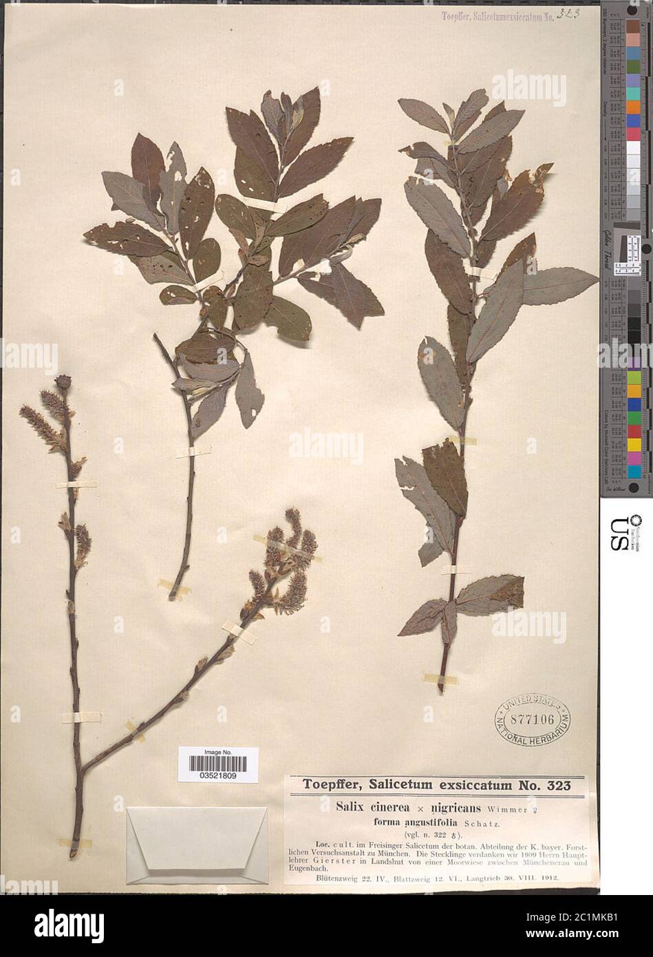 Salix cinerea L x S nigricans f angustifolia Salix cinerea L x S nigricans f angustifolia. Stock Photo