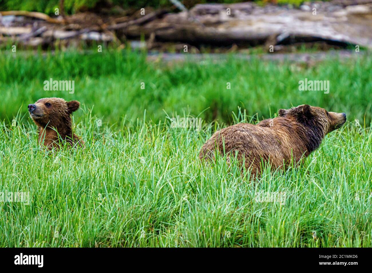 Grizzly bear mom with cub feeding in a field of sedge grass in Knight Inlet, First Nations Territory, British Columbia, Canada. Stock Photo
