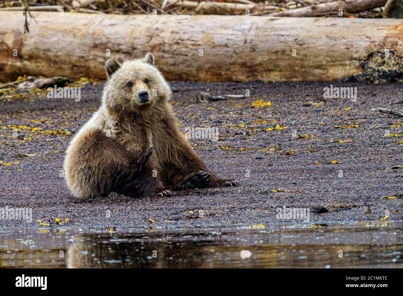Grizzly bear cub sitting and scratching along the shoreline in Glendale Cove, First Nations Territory, British Columbia, Canada. Stock Photo