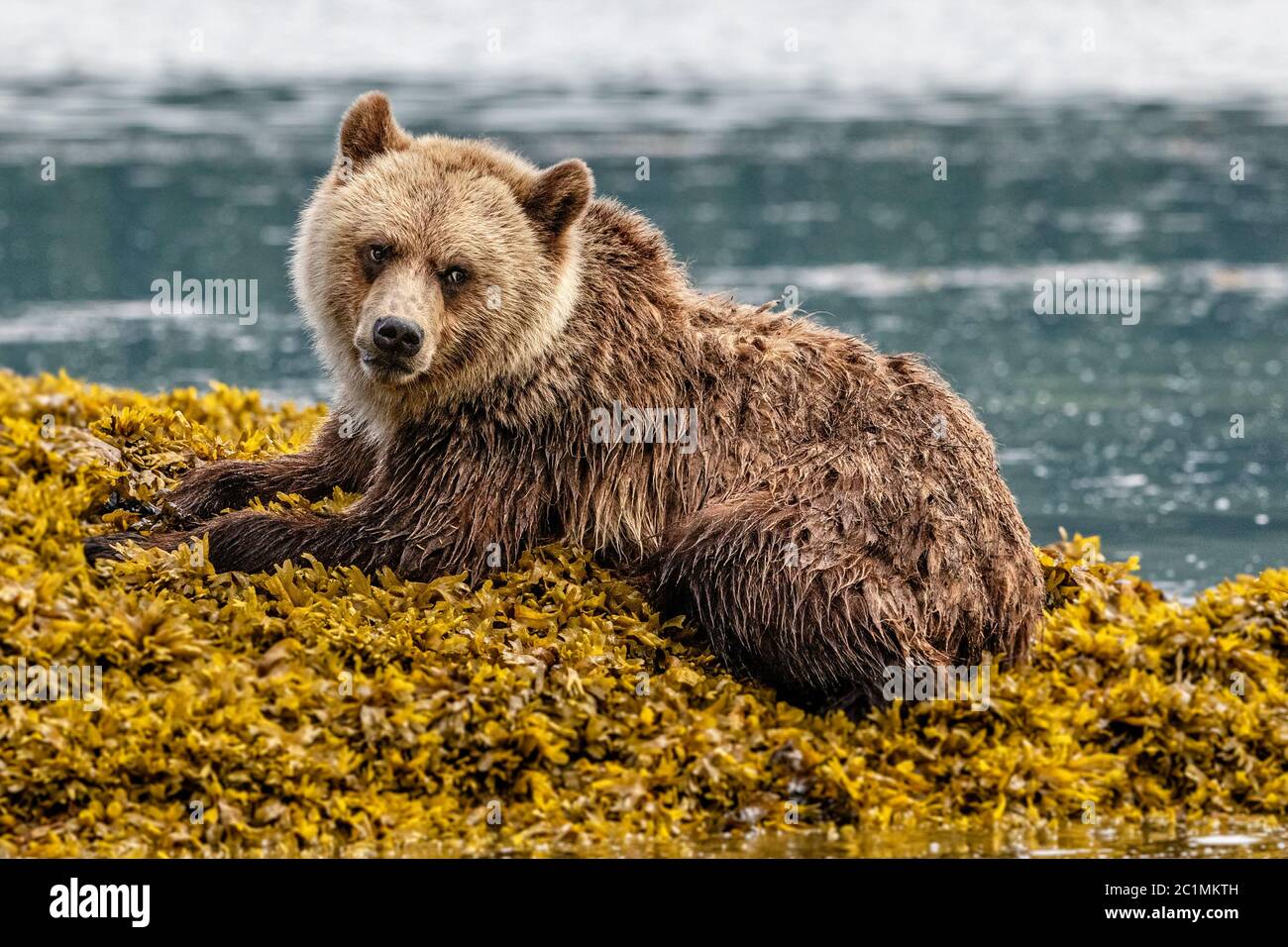 Grizzly bear cub resting in sea weed along the Knight Inlet shoreline during low tide, First Nations Territory, British Columbia, Canada. Stock Photo
