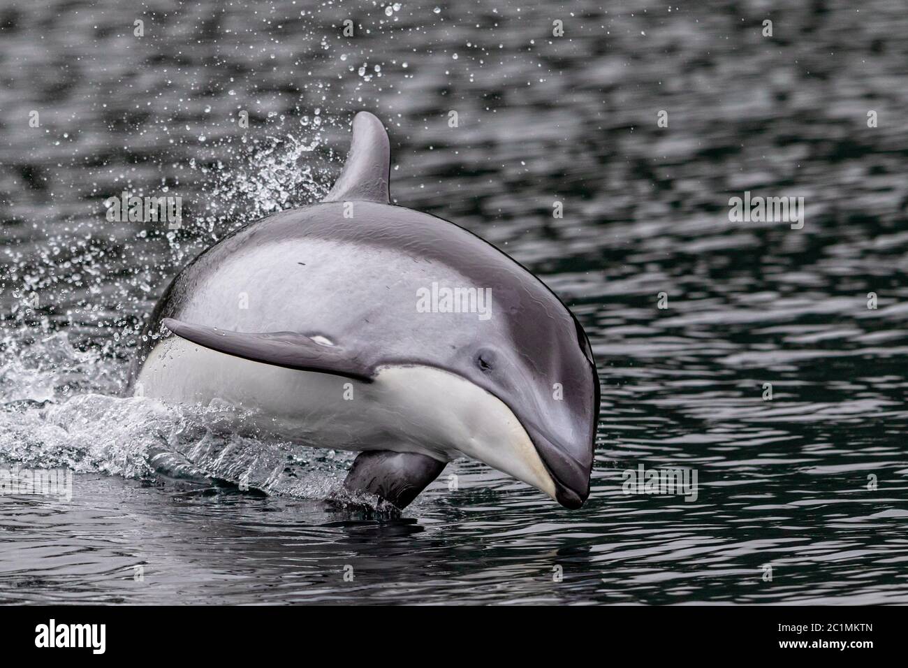 Pacific white-sided dolphin jumping in the calm waters of the Broughton Archipelago, First Nations Territory, British Columbia, Canada. Stock Photo