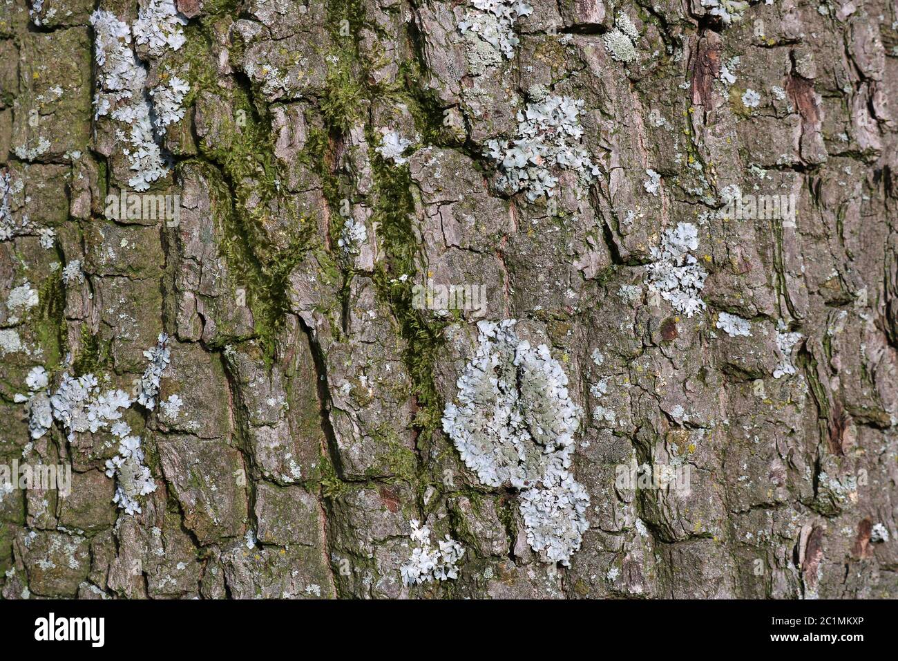 Bark of the Common oak tree, Quercus robur Stock Photo