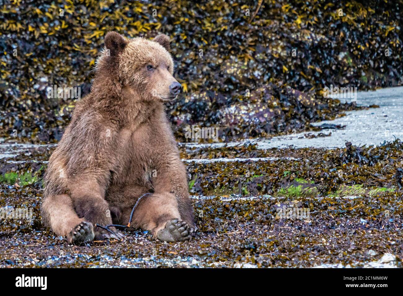 3 year old grizzly cub playing and resting while looking all cute at low tide in Knight Inlet, First Nations Territory, British Columbia, Canada Stock Photo