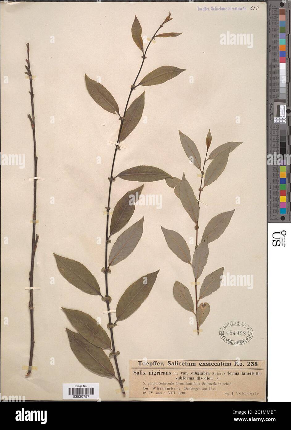 Salix nigricans var subglabra f lancifolia Salix nigricans var subglabra f lancifolia. Stock Photo