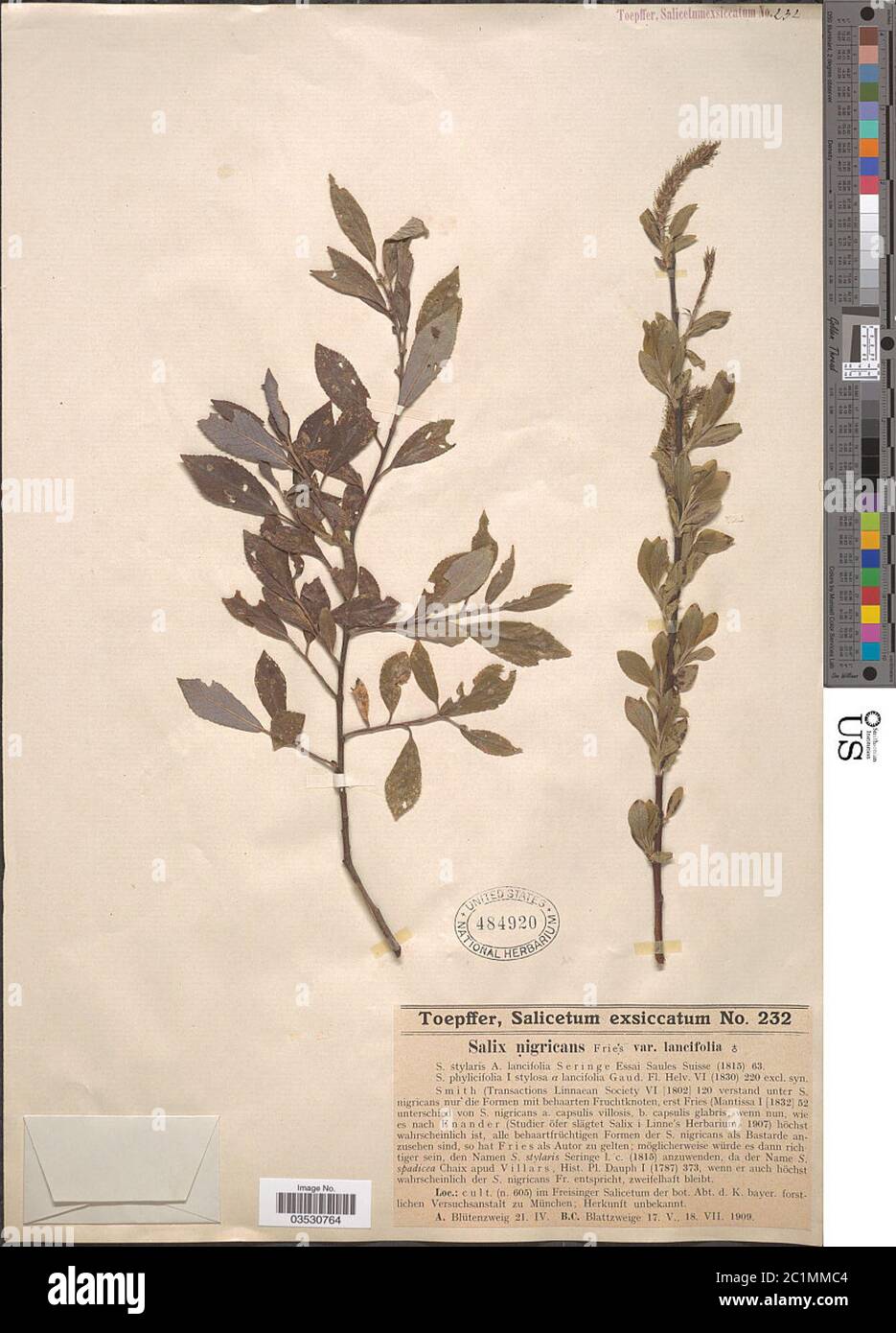 Salix nigricans var lancifolia Salix nigricans var lancifolia. Stock Photo