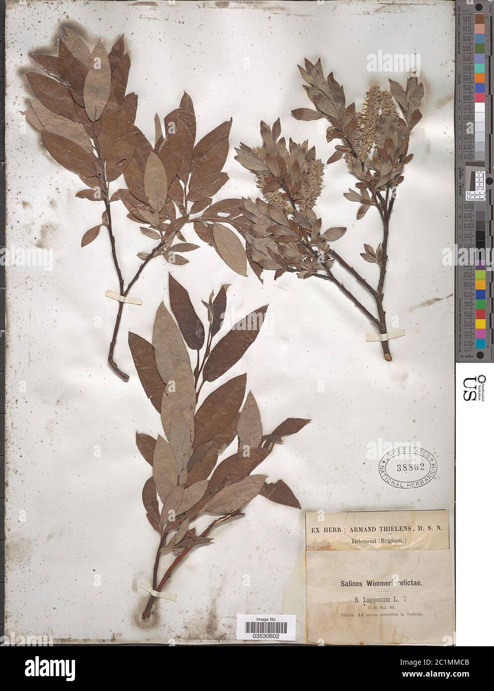 Salix lapponum L Salix lapponum L. Stock Photo
