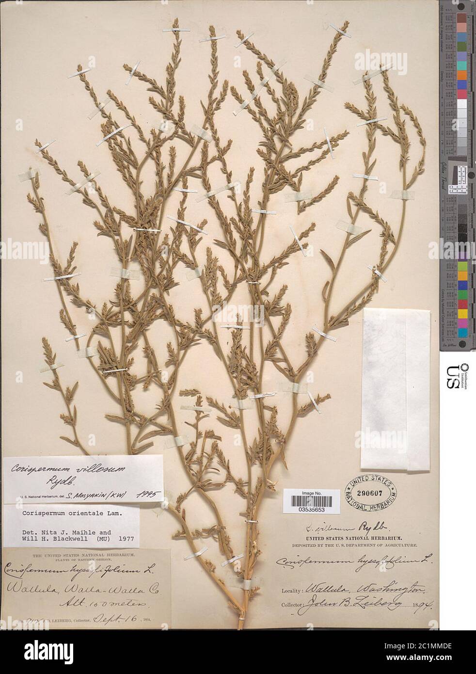 Corispermum villosum Rydb Corispermum villosum Rydb. Stock Photo