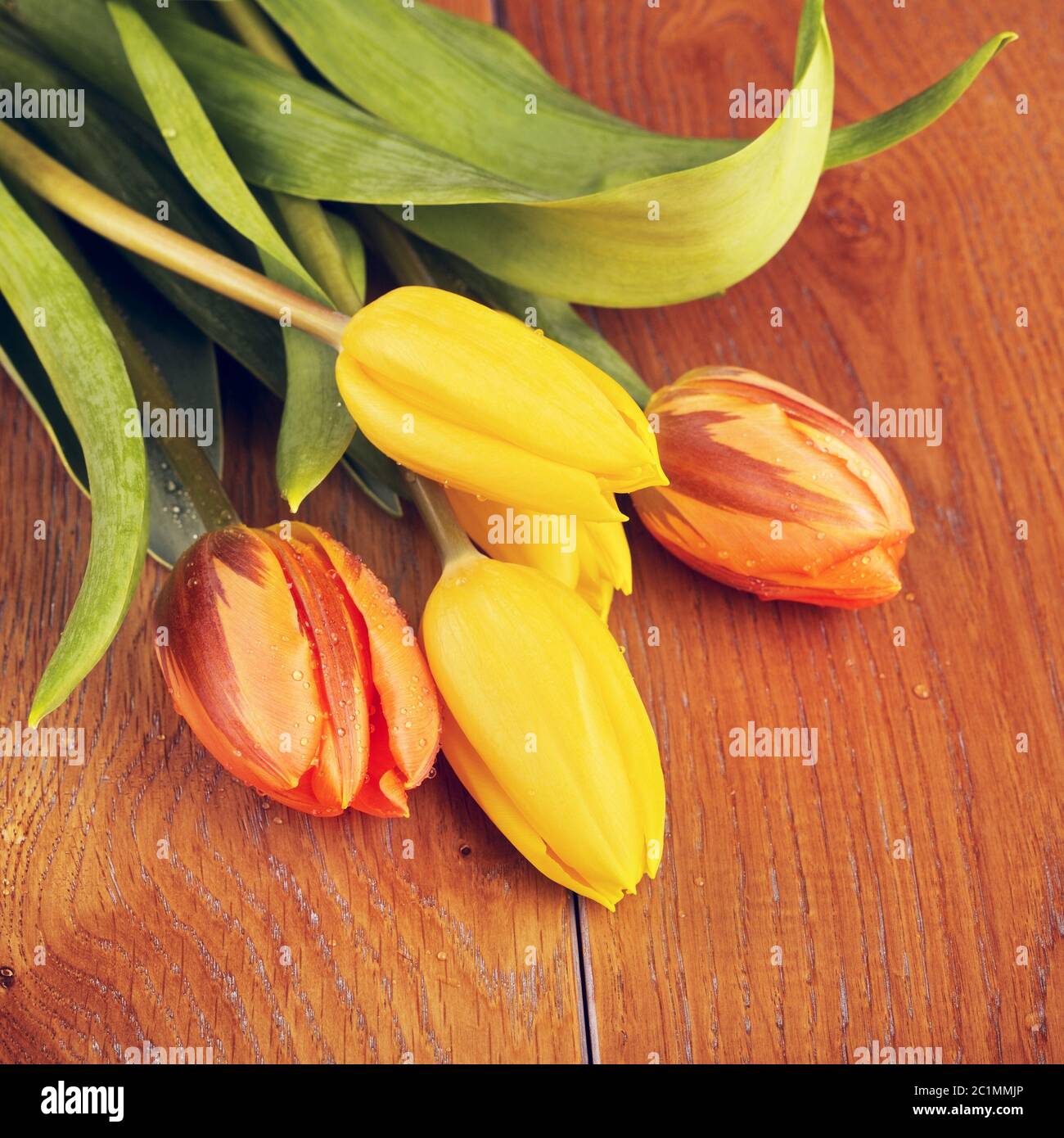 Tulip Flowers Bouquet Stock Photo