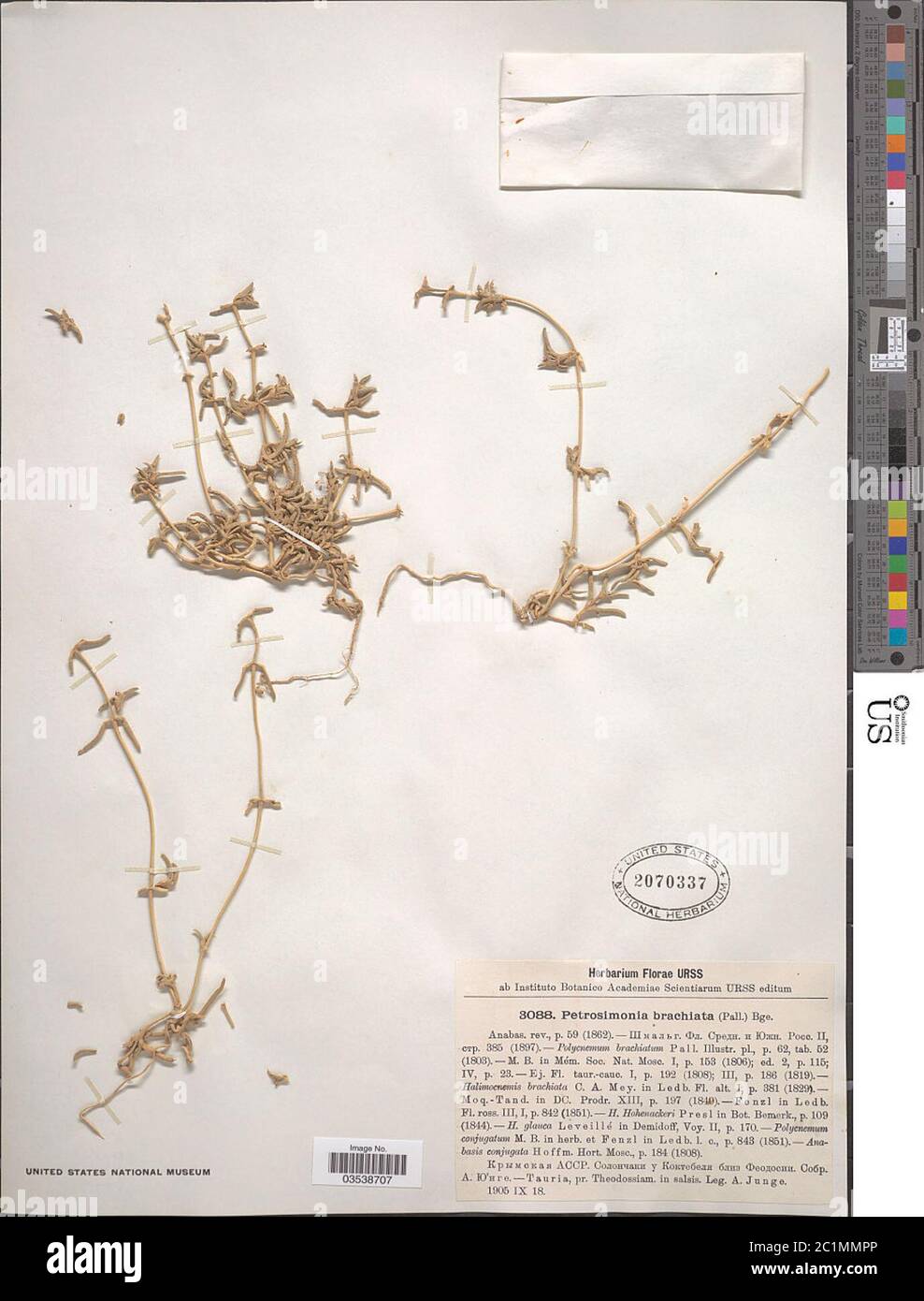Petrosimonia brachiata Bunge Petrosimonia brachiata Bunge. Stock Photo