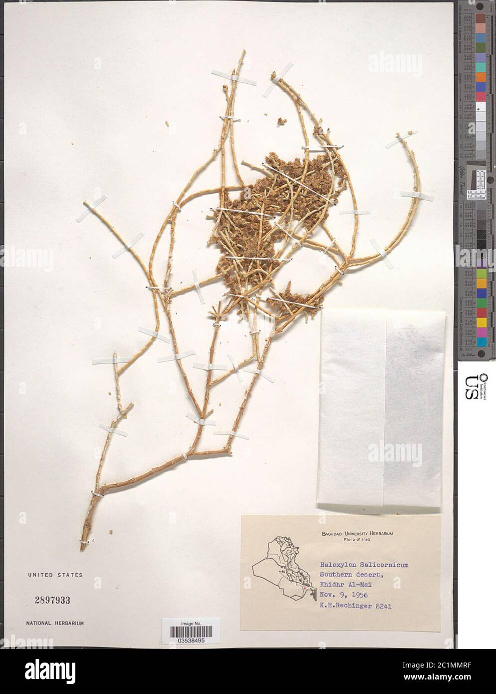 Haloxylon salicornicum Haloxylon salicornicum Stock Photo - Alamy