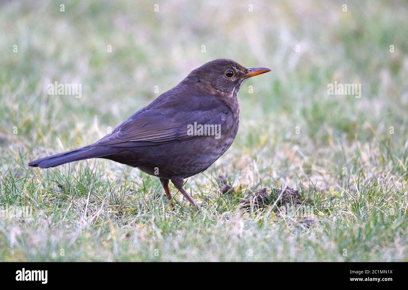 Blackbird female Stock Photo