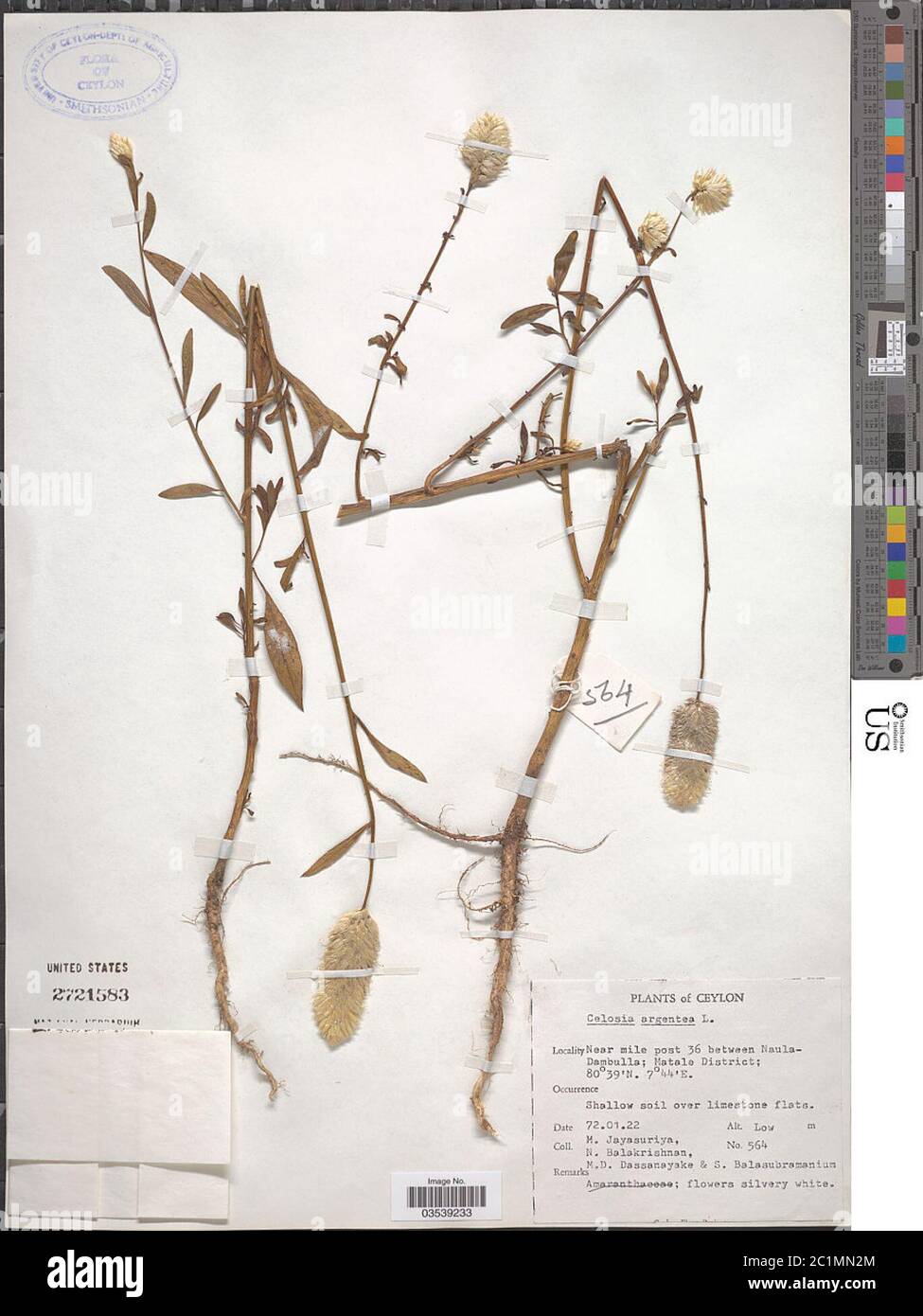 Celosia argentea L Celosia argentea L Stock Photo Alamy