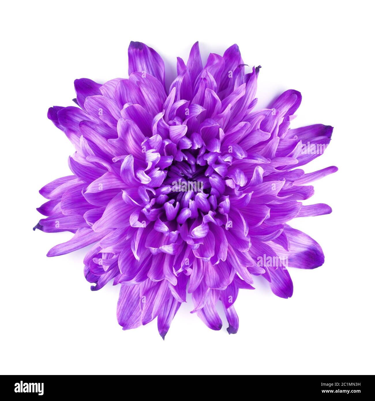 Violet Chrysanthemum Flower Stock Photo