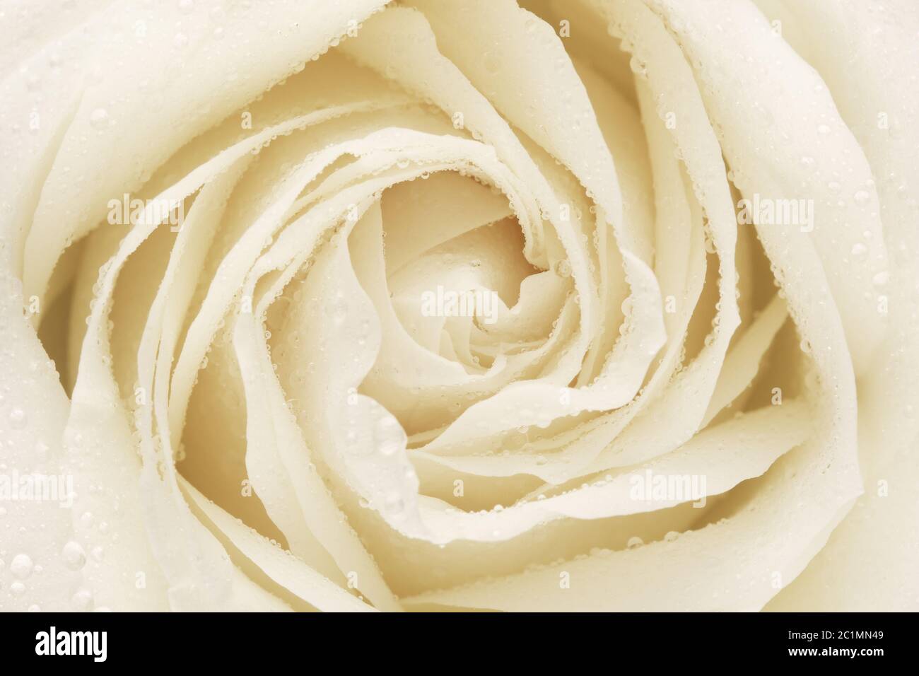 White Rose Flower Petals Stock Photo