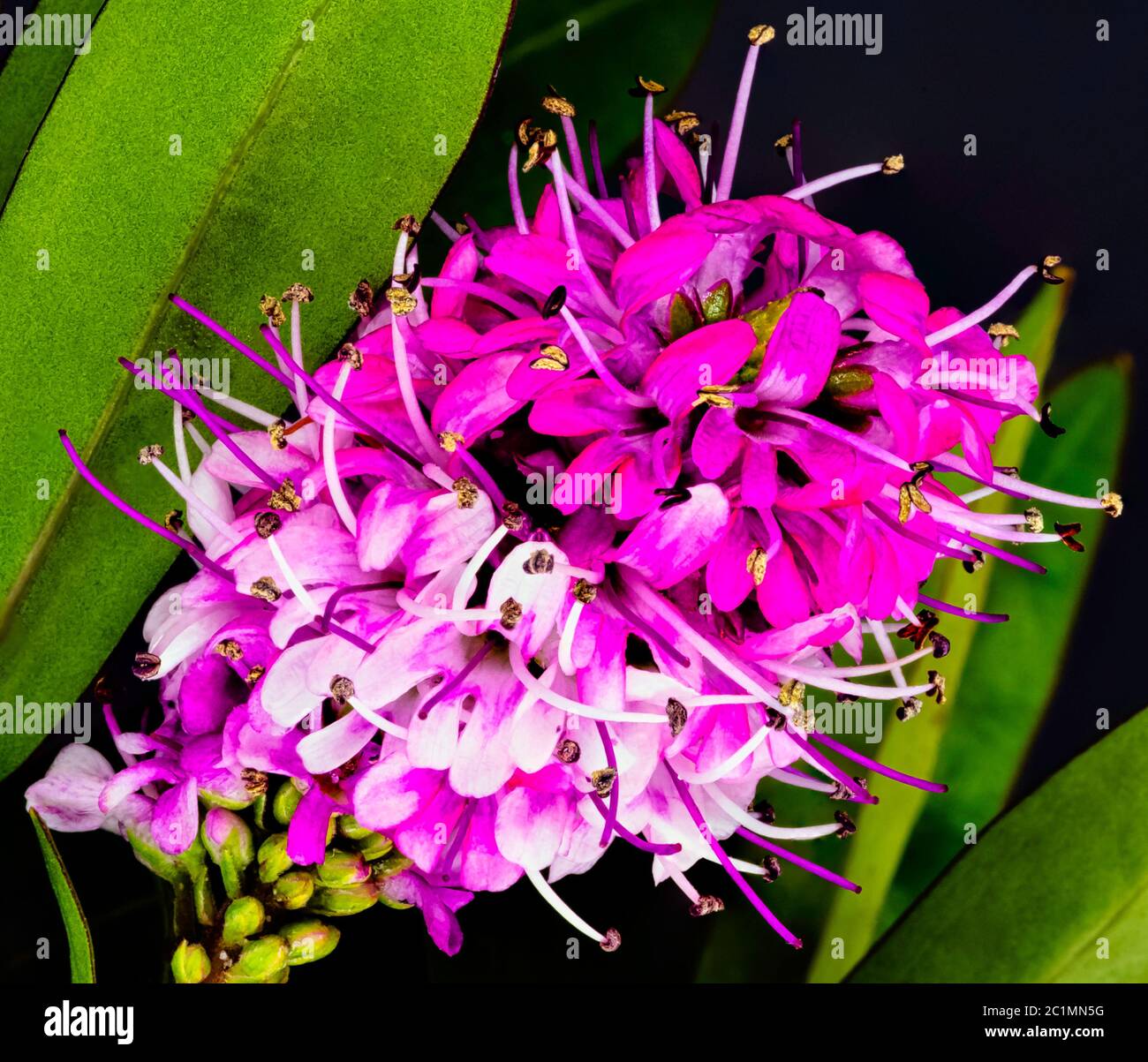 Ligustrum vulgare (wild privet, also known as common privet or European