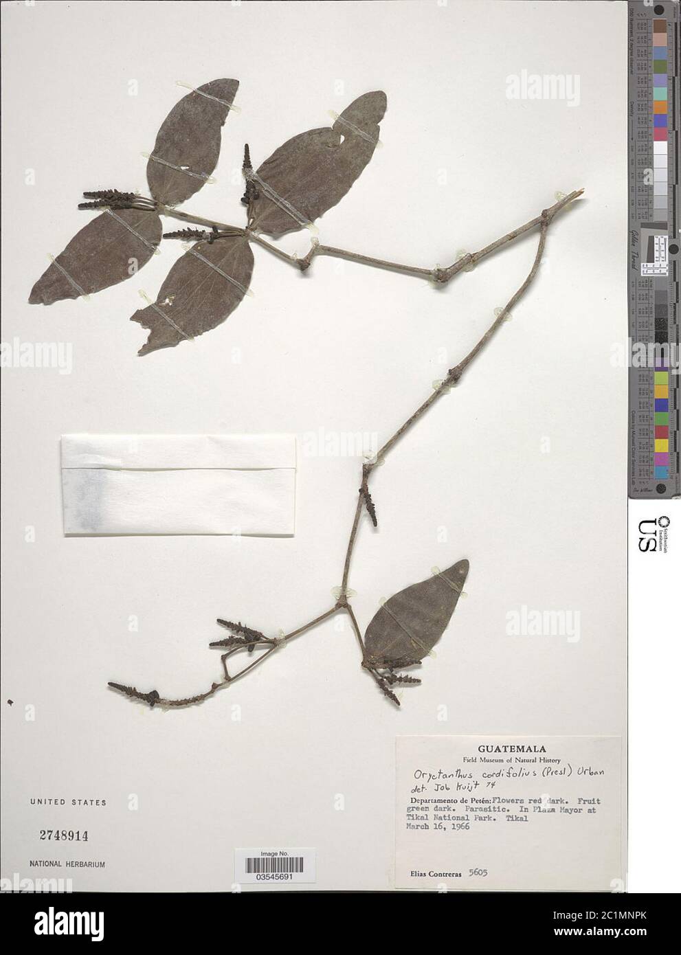 Oryctanthus cordifolius C Presl Urb Oryctanthus cordifolius C Presl Urb. Stock Photo