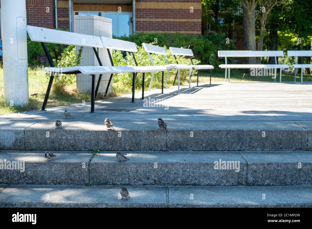 Cheeky sparrows wait for leftovers and crumbs of food from holidaymakers and wait on the park benches. Stock Photo