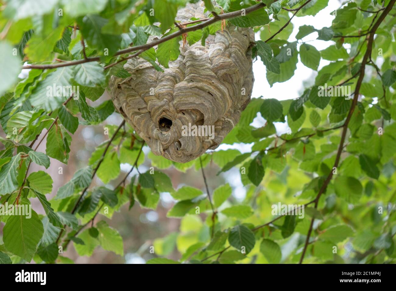 a large wasp nest hidden in the tree Stock Photo
